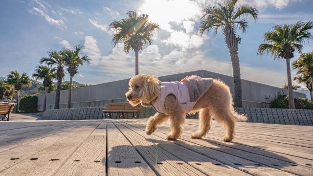 南小国 町 ペット と 泊まれる 販売 宿